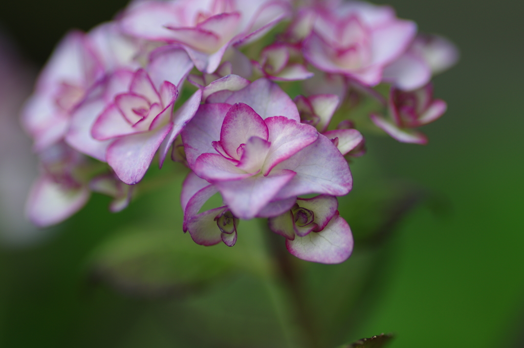 紫陽花始まりました