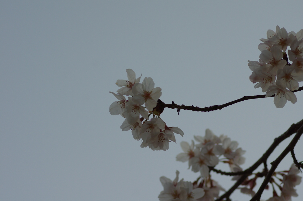 夕暮れ花見