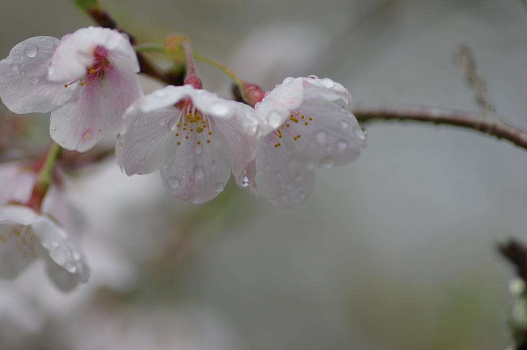 雨上がり一人でお花見