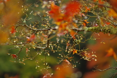 夫婦で紅葉狩り