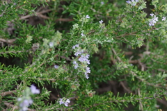 やまぐちフラワーランド