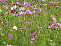 コンデジでカメラ練習中