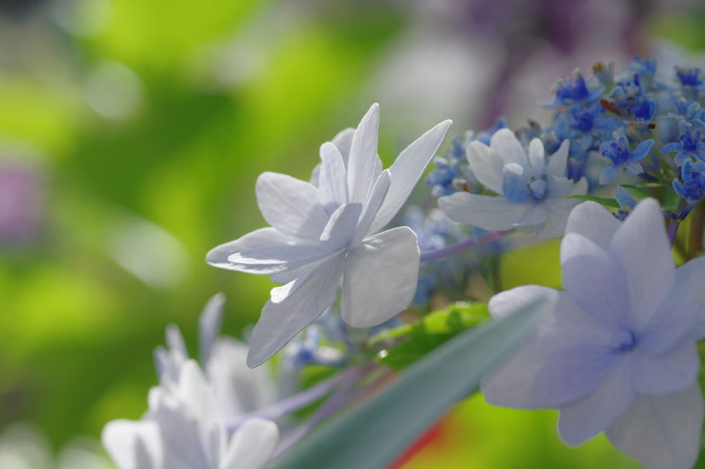 実家庭の紫陽花別日