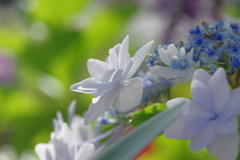 実家庭の紫陽花別日