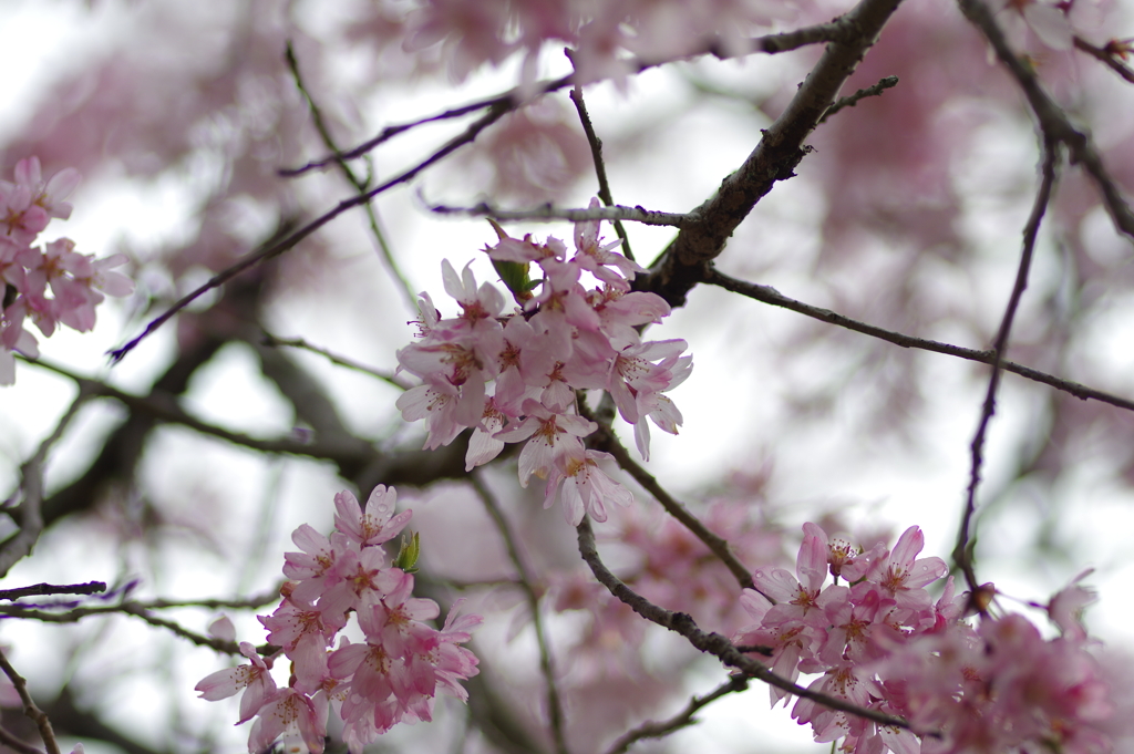 雨上がり一人でお花見