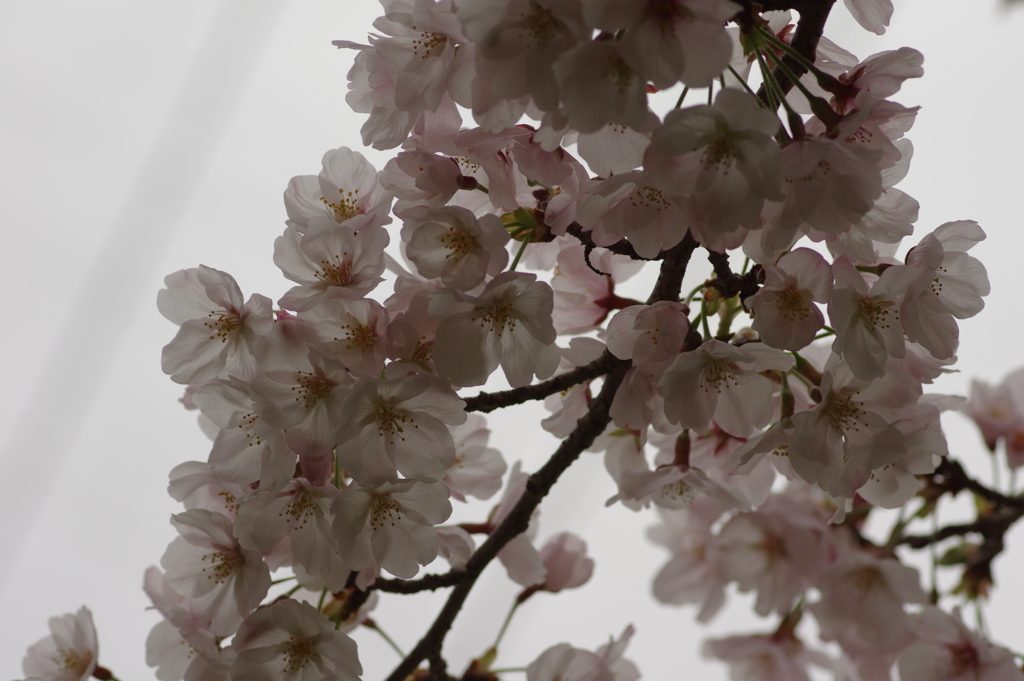 花見はカメラで