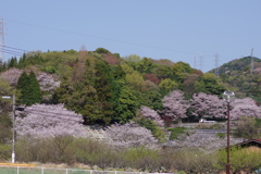 Cherry Blossoms2019