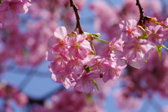 河津桜2021