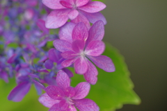 実家庭の紫陽花