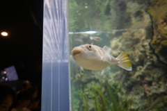 海響館