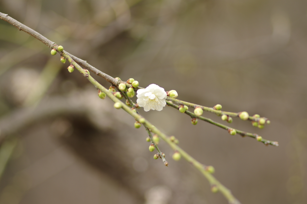 仕事帰りに梅園散策