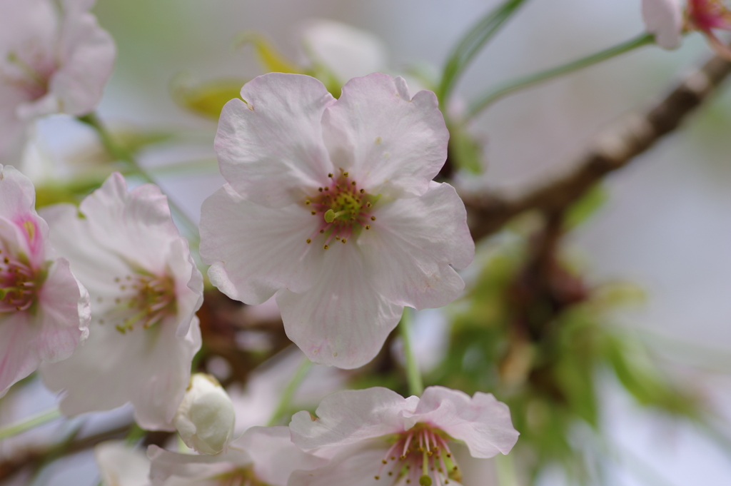 続花見は写真で