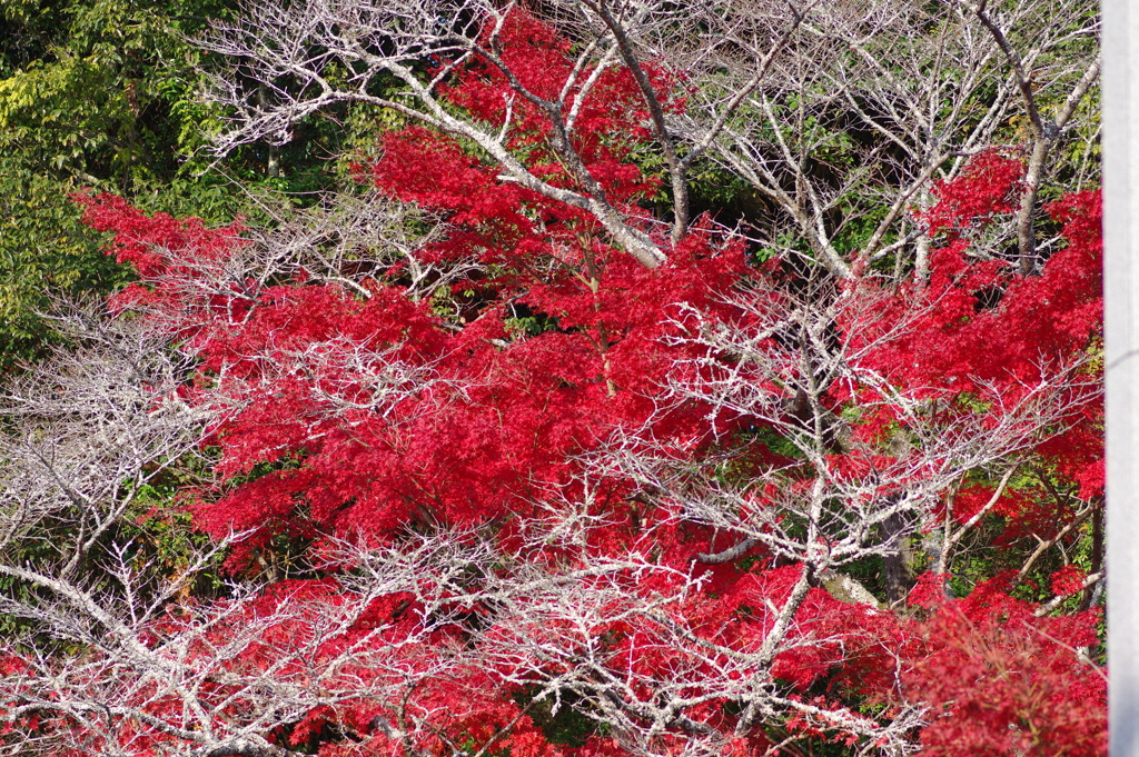 伊藤公記念公園の紅葉