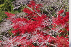 伊藤公記念公園の紅葉