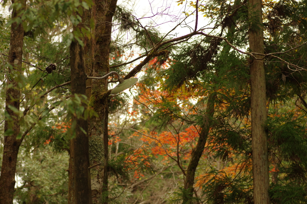 紅葉狩り２０２１