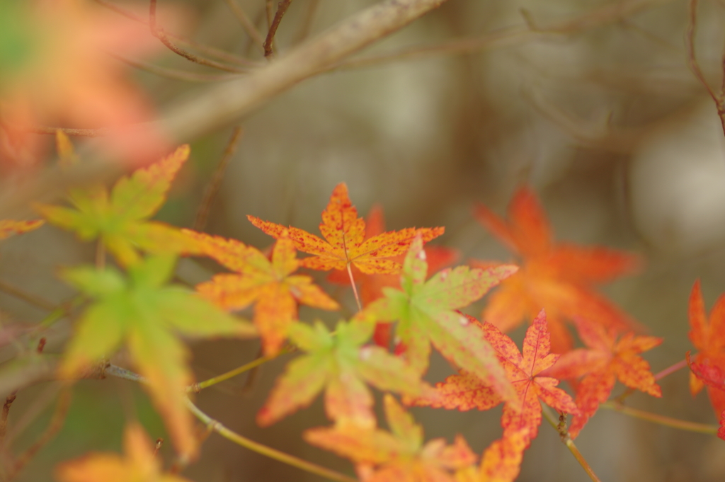 カメラ２台を抱えて紅葉終わり