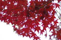 カメラ２台を抱えて紅葉終わり