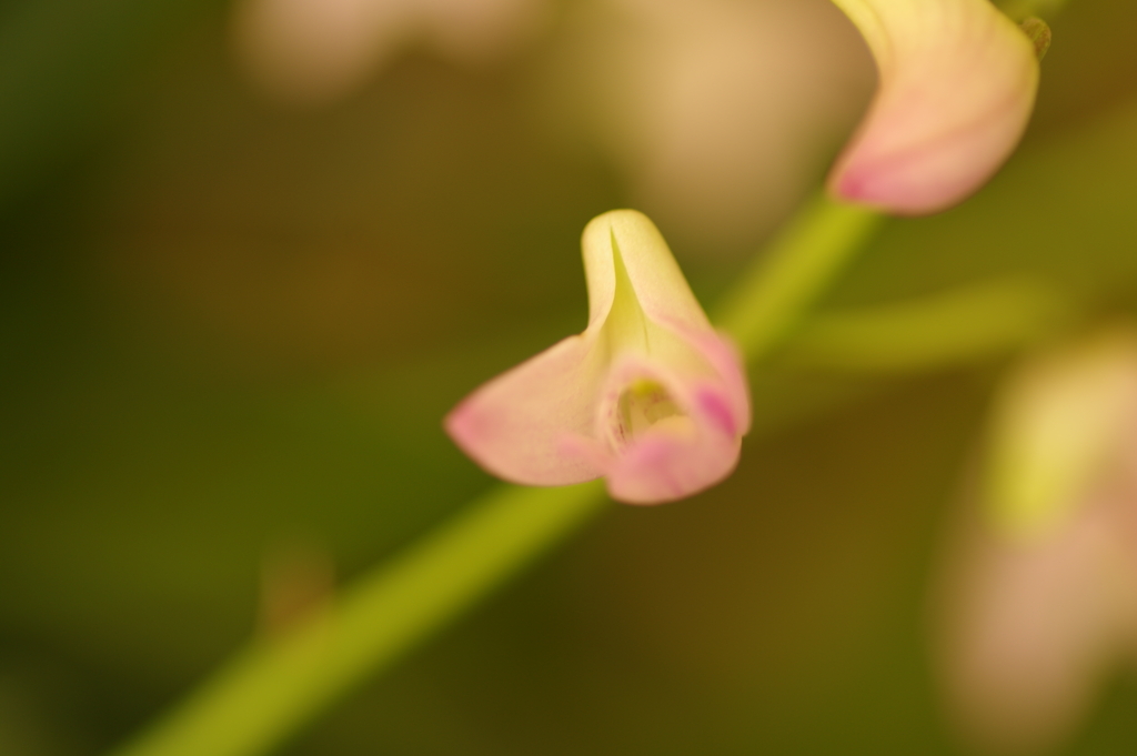デンドロビウム・キンギアナム