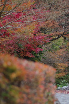 親子で紅葉狩り