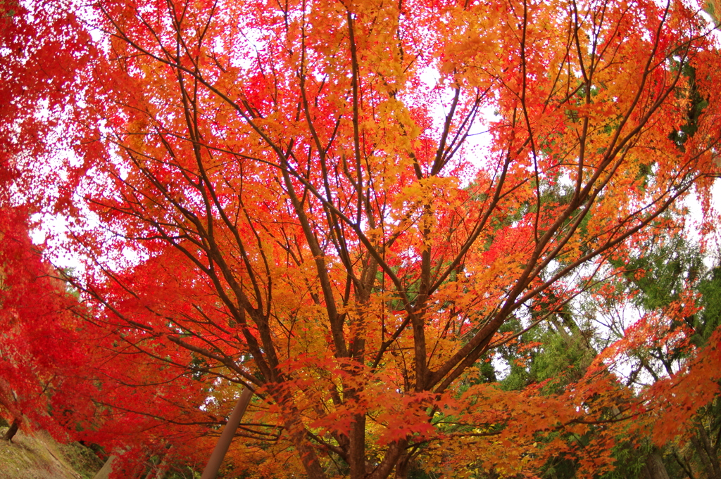 紅葉狩り２０２１