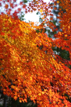 伊藤公記念公園の紅葉