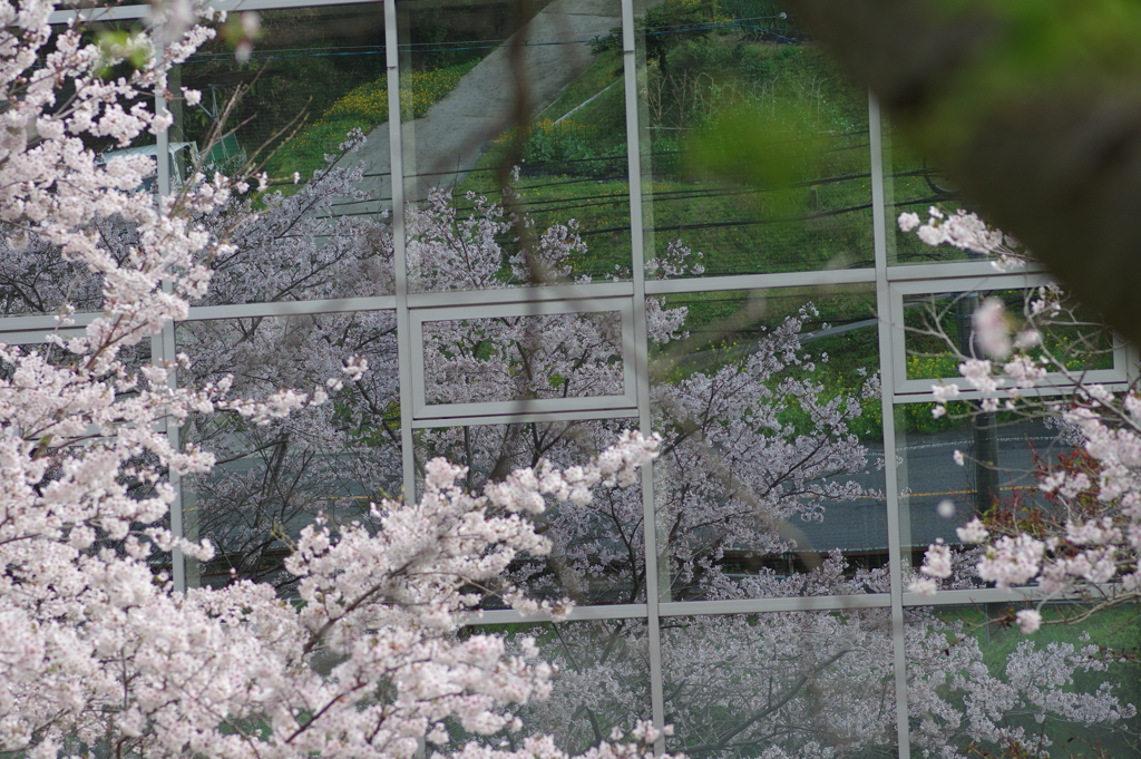 雨上がり一人でお花見