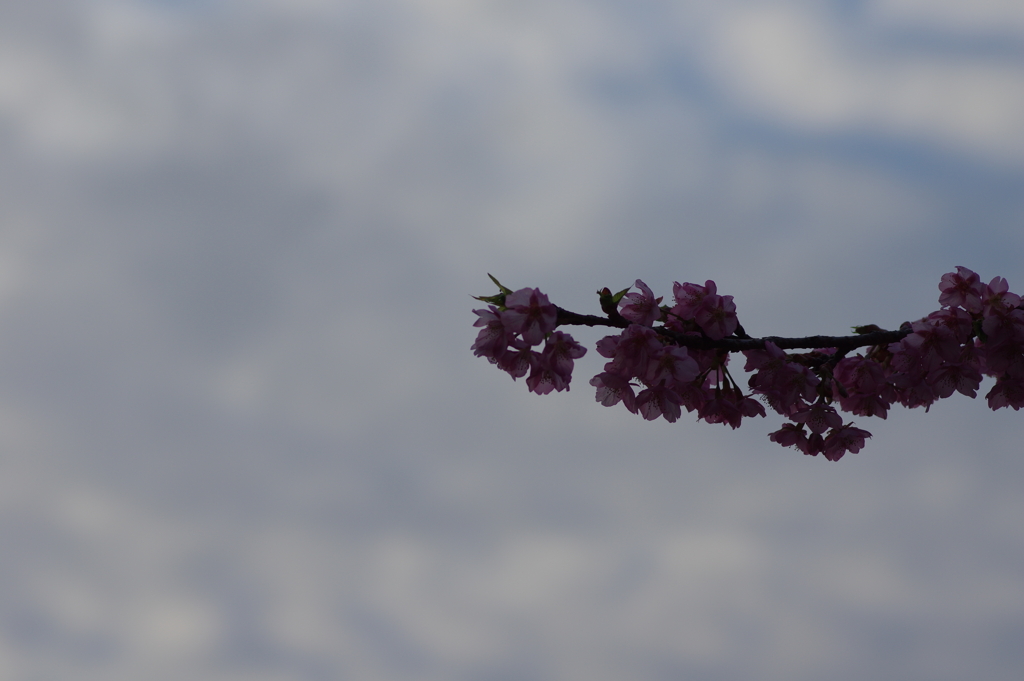 家族で河津桜