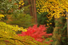 紅葉狩り２０２１