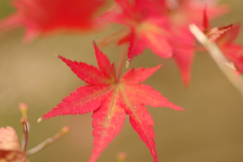 カメラ２台を抱えて紅葉終わり
