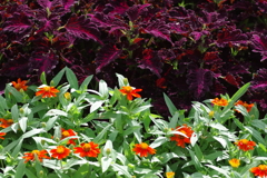 やまぐちフラワーランド