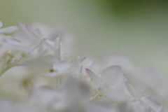 実家の紫陽花（雨上がり）