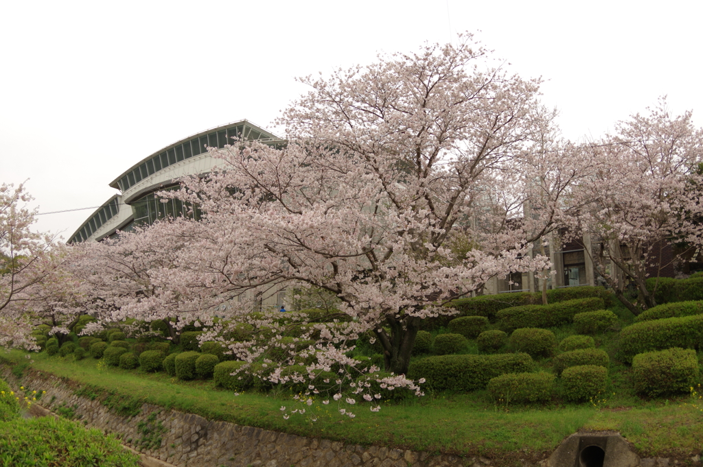 雨上がりお花見2021