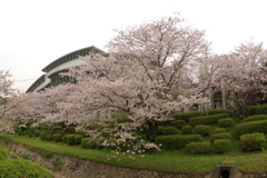 雨上がりお花見2021