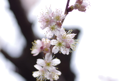 庭の桜