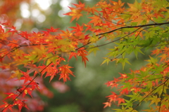 紅葉狩り２０２１