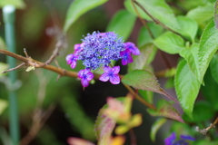 庭紫陽花
