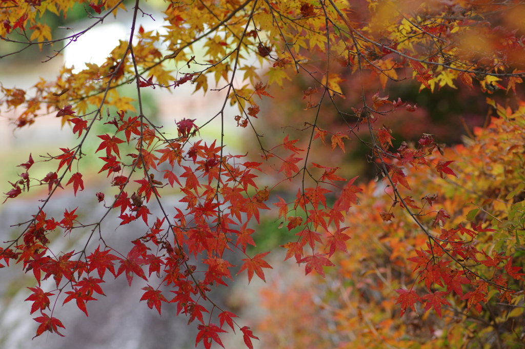 親子で紅葉狩り