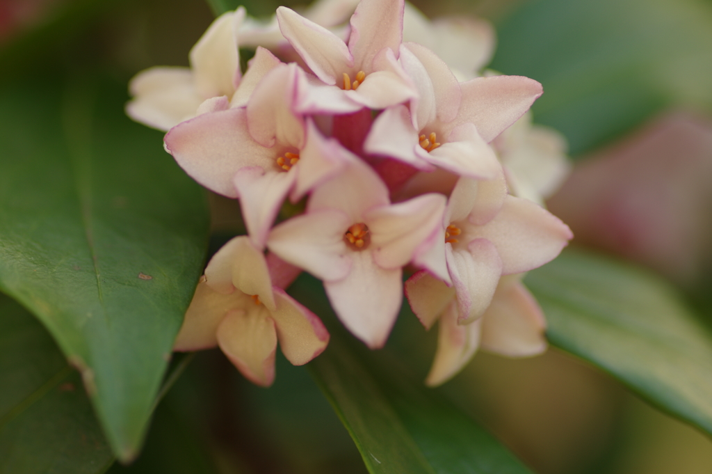 沈丁花