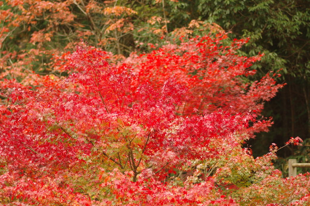 紅葉狩り２０２１