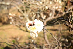 冠梅園