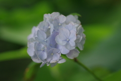 次々開花する紫陽花