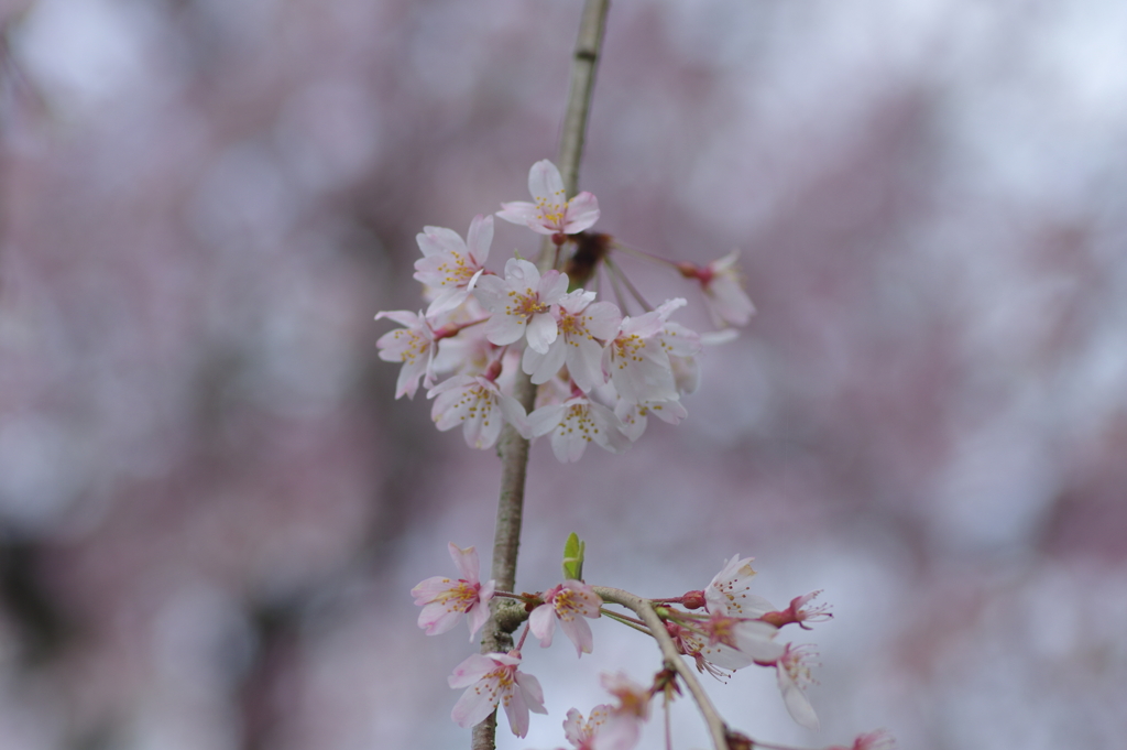雨上がり一人でお花見