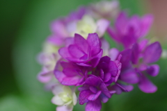 次々開花する紫陽花