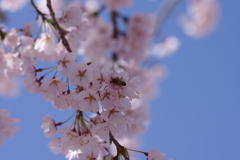 親子で花見散歩