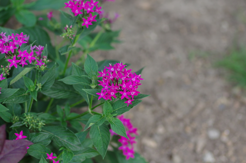 やまぐちフラワーランド