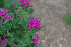 やまぐちフラワーランド