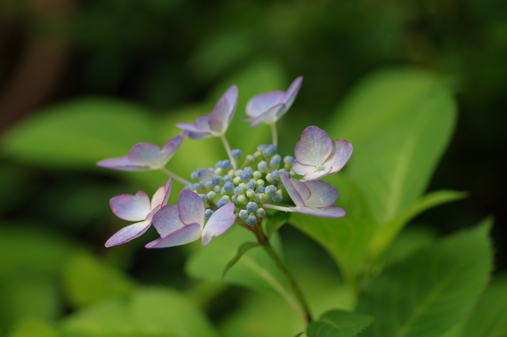 梅雨と紫陽花