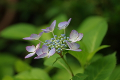 梅雨と紫陽花
