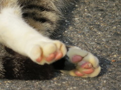 肉球