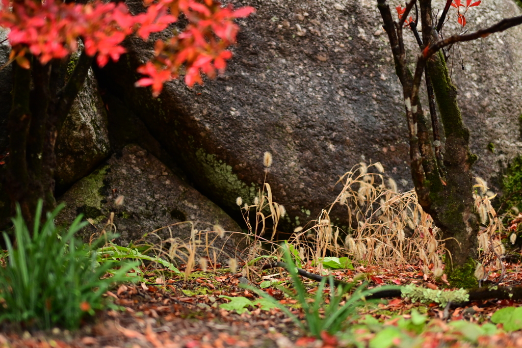 夫婦で紅葉狩り